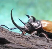 Rhinoceros Beetle