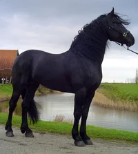 Arabo-Friesian