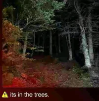 La Cosa del Árbol OC