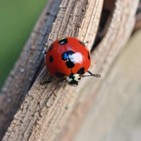 Ladybug
