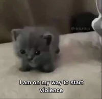 Violent kitty