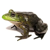 Bullfrog 