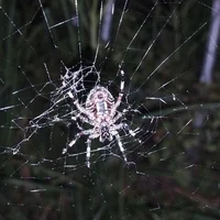 The Spider