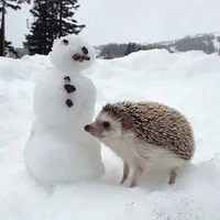 Hedgehog 