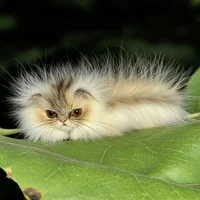 Caterpillar cat