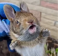 Baby Bunny