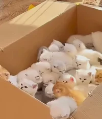 box of kittens