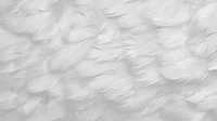 Feathers