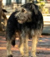Mutt