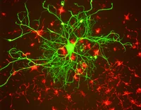 - Neuron Activator -