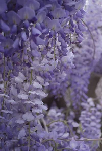 Wisteria 