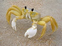 Crab