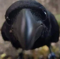 Tabito Karasu 
