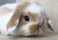 Bunny Baby