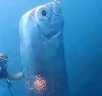 Oarfish