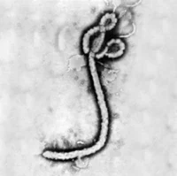 Ebola