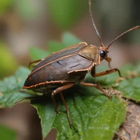 Forest Bug 