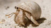 Hermit Crab