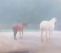 Horses