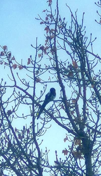 MC Inve Civilisation