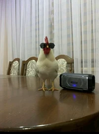 Cool Chicken