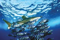 Ecosystem RPG