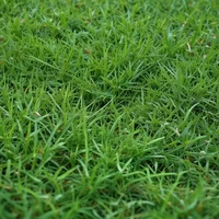 Grass