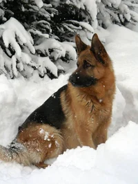 Dog - German Shepher