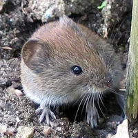 William the rat