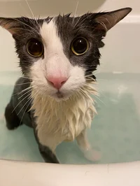 Soggy cat