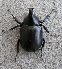 Rhinoceros Beetle