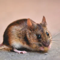Mouse