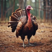 killer turkey
