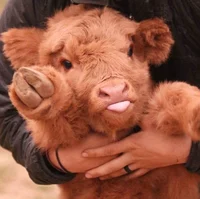 Cow