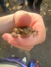 Frog