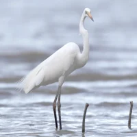 Eastern Great Egret