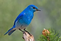 Pajaro azul