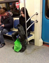 Train of goths 
