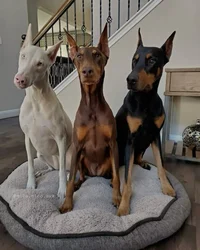 Female Dobermans