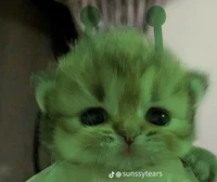 Alien cat