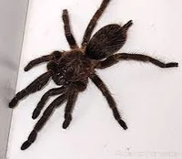 Aranha caranguejeira