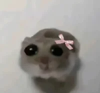 Sad hamster