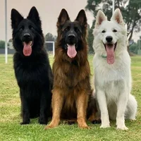 Your three Dog boys