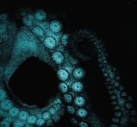 BL- El Mostro Marino