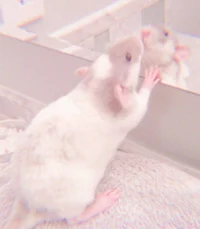 Cute Rat