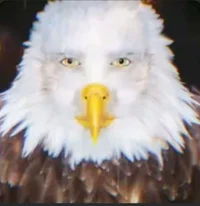 Eagle guy 