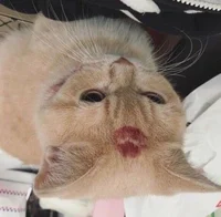 catupsidedown