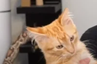 S P R U N K I CH2
