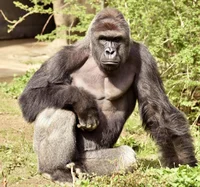 Dominant gorilla