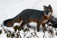 Gray fox - Nature 